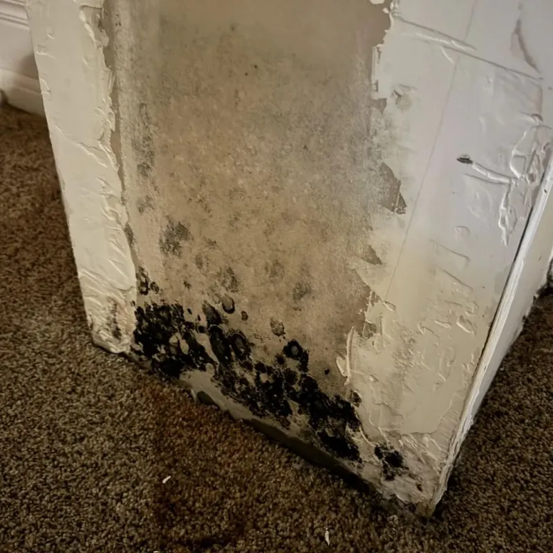 Professional Mold Removal in Cranberry Township, PA